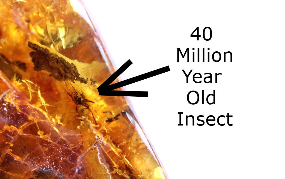 40 Million Year Old Insect in Baltic Amber Amulet