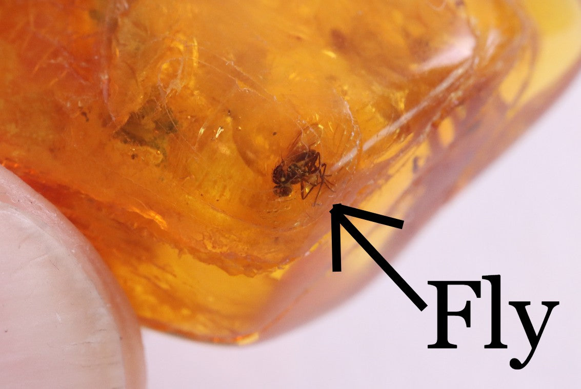 Bug in Amber Preserved Bug Fossil Amber SOS - Main Image