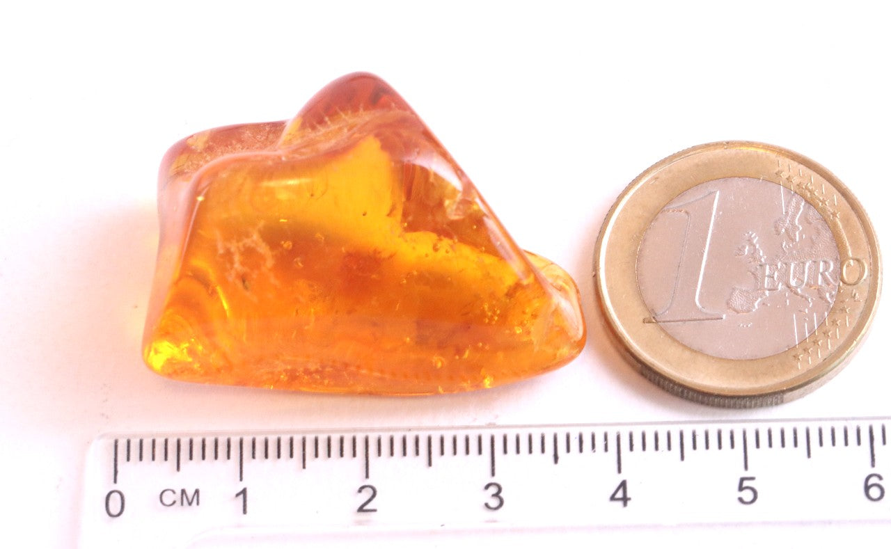 40 million year old insect Inclusion in Baltic Amber