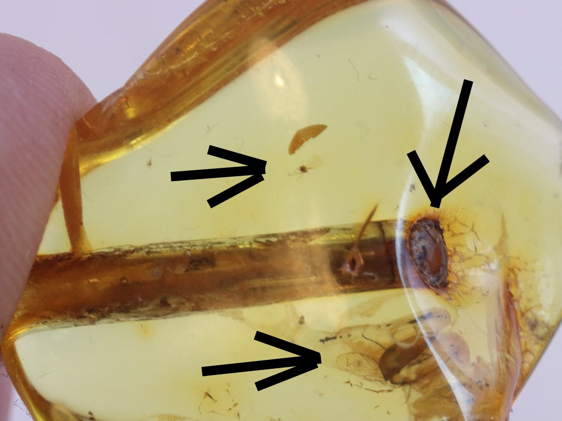 Collector's Amber gem with Branch of tree and 2 X Insects