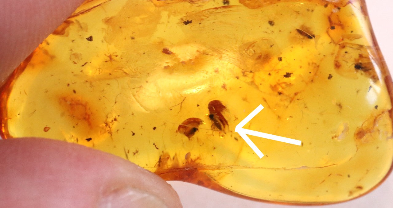 3 X Insect in Baltic Amber