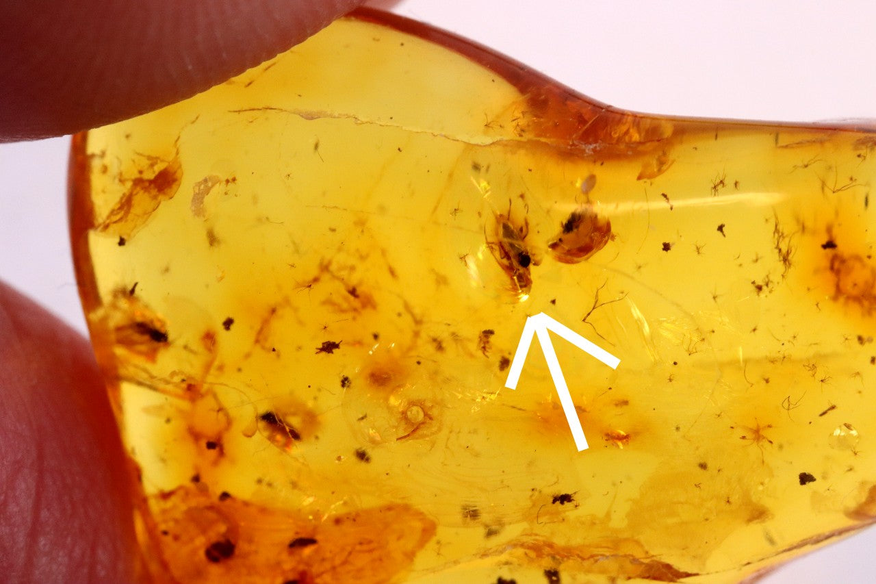 3 X Insect in Baltic Amber