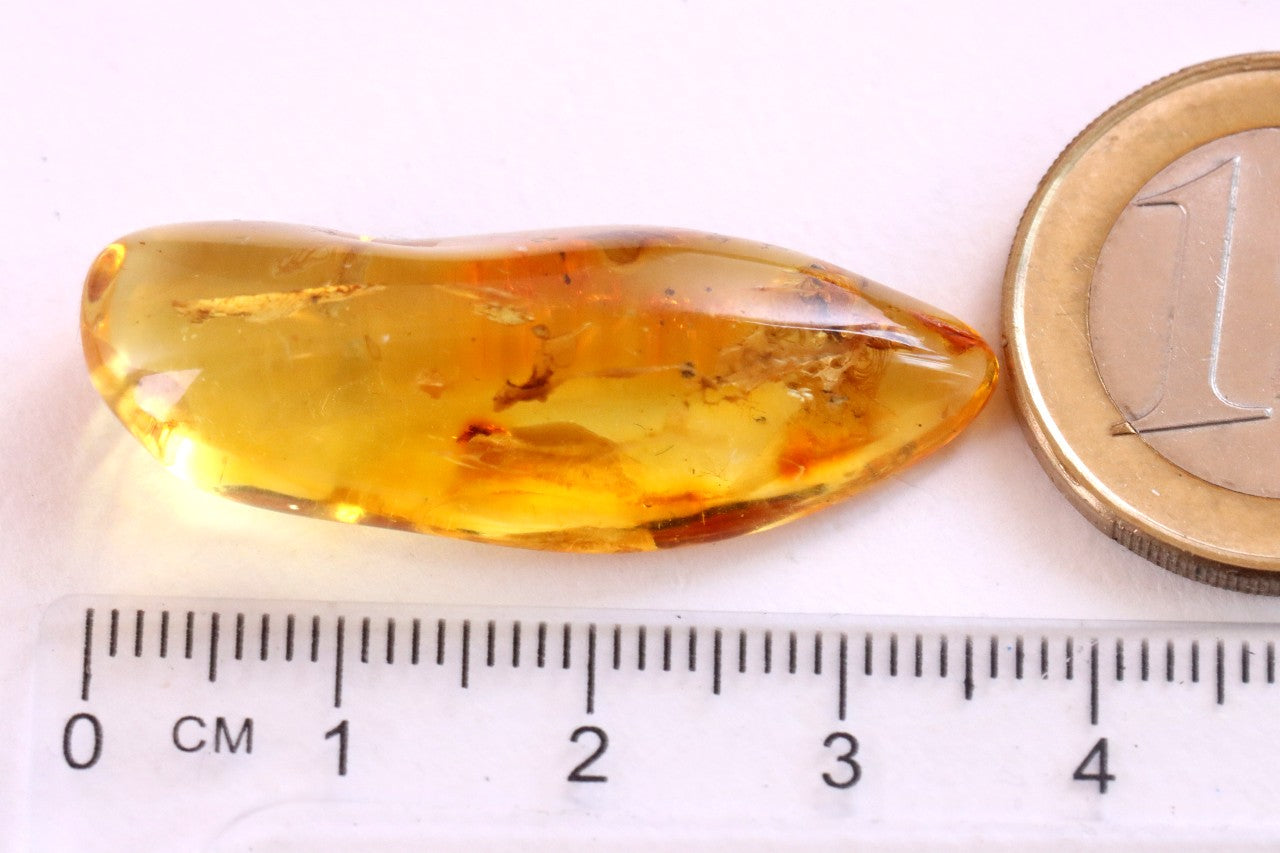 40 Million year Old Baltic Amber Insect Inclusion small piece