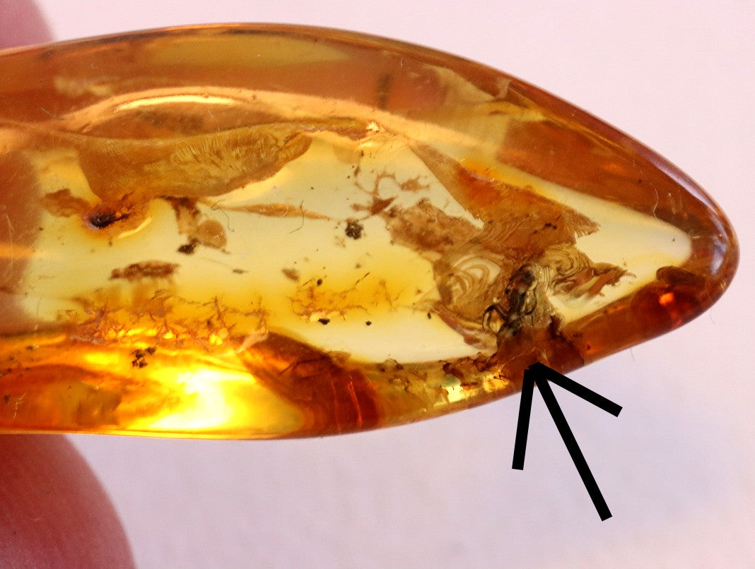 40 Million year Old Baltic Amber Insect Inclusion small piece