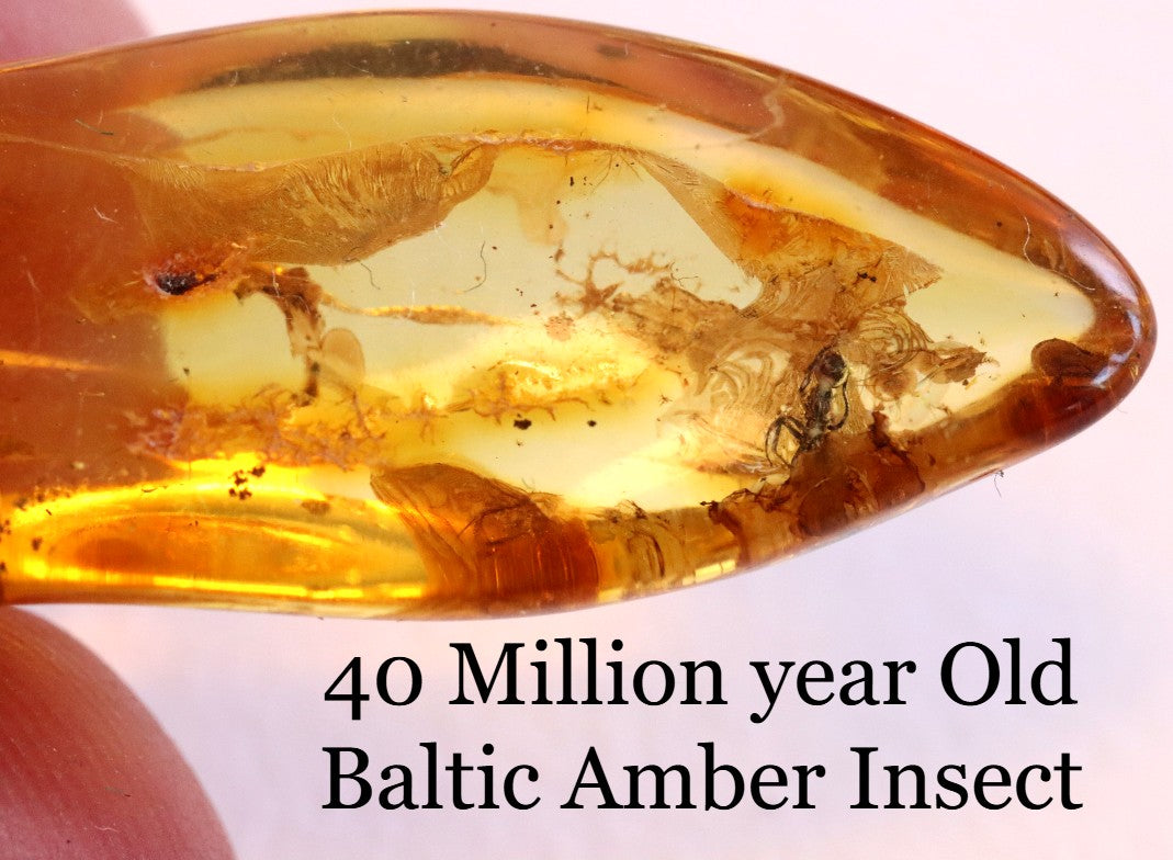 40 Million year Old Baltic Amber Insect Inclusion small piece