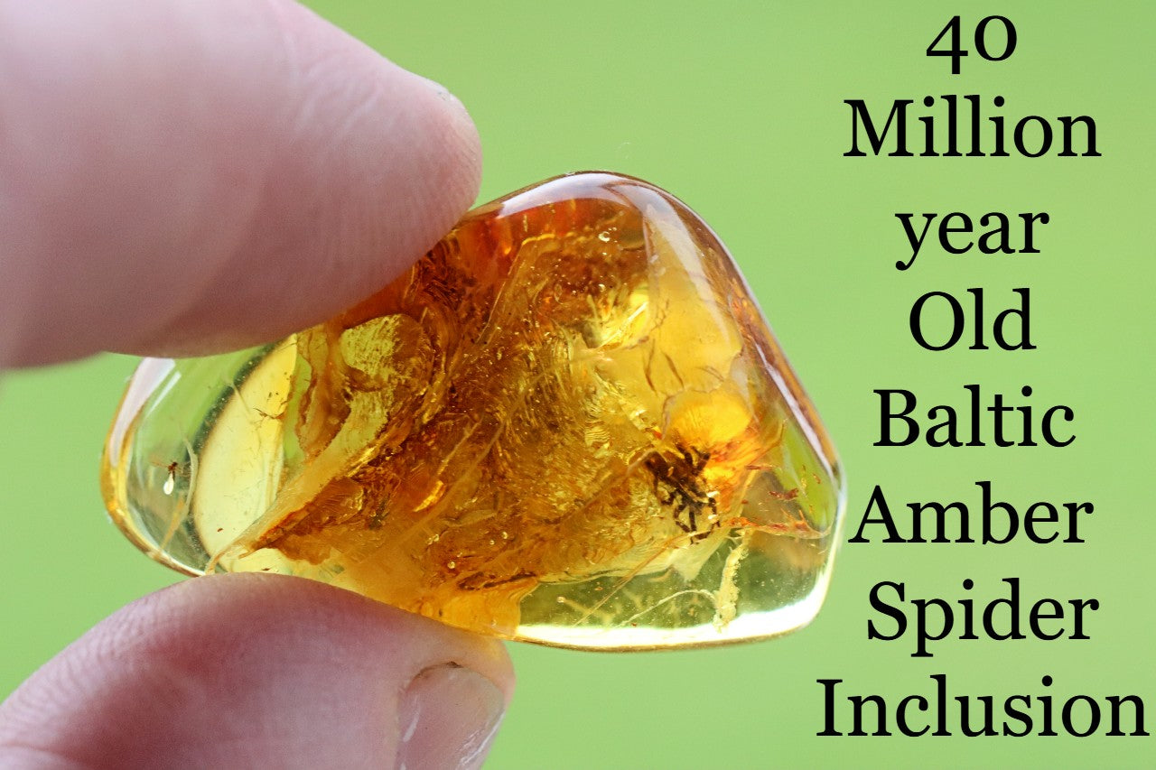 40 Million year Old Baltic Amber Spider Inclusion