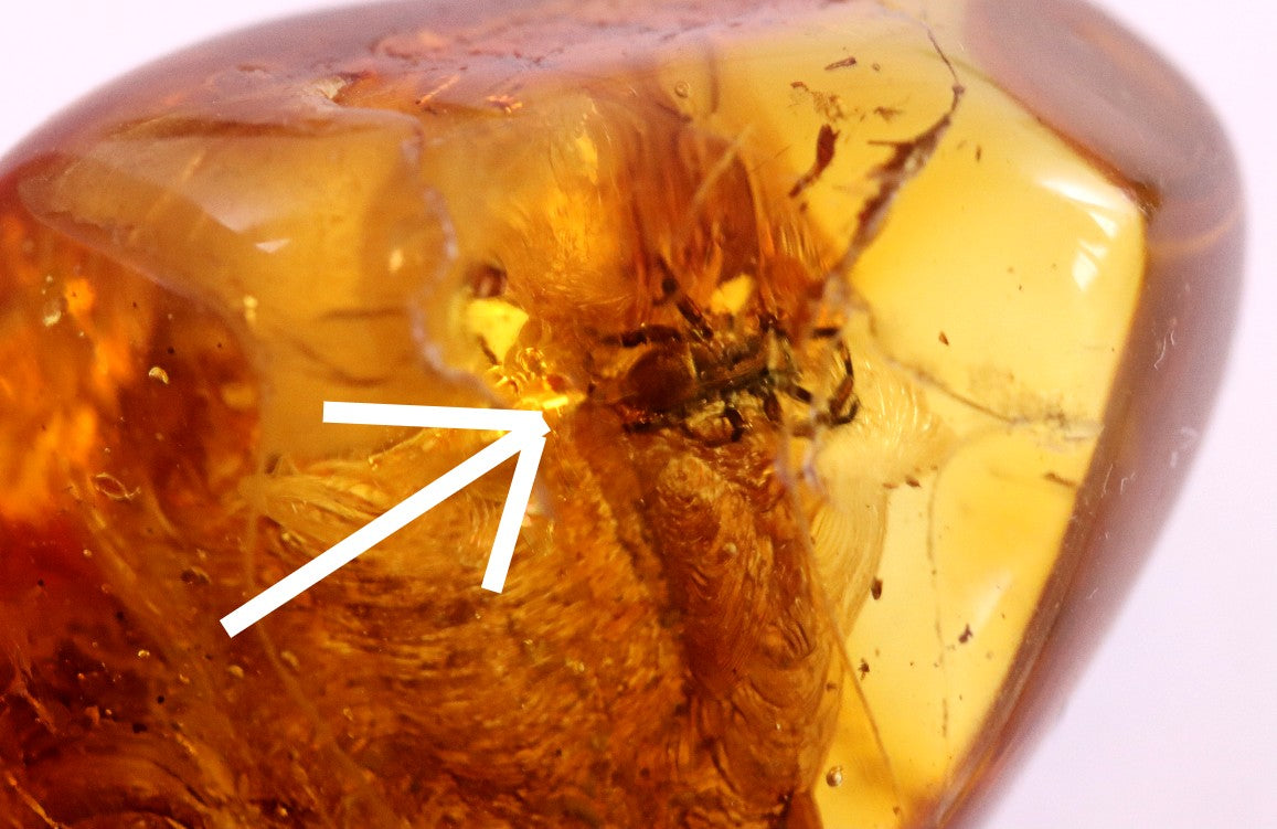 40 Million year Old Baltic Amber Spider Inclusion