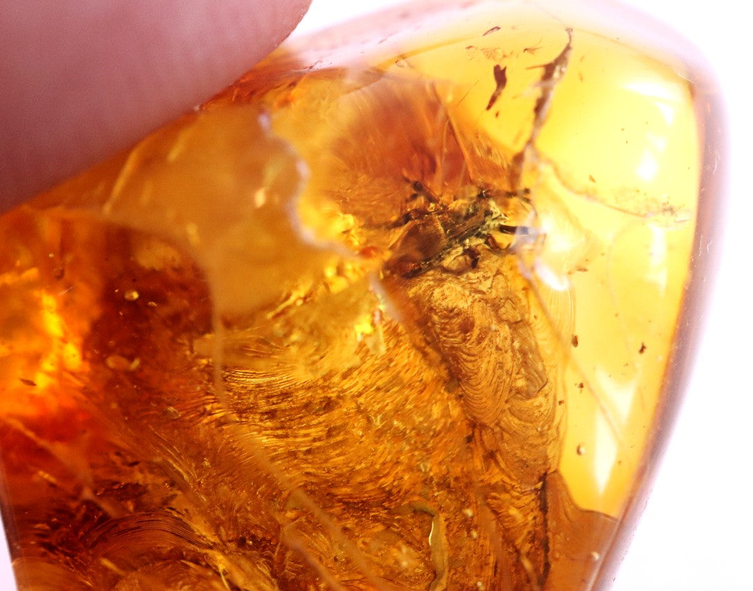 40 Million year Old Baltic Amber Spider Inclusion