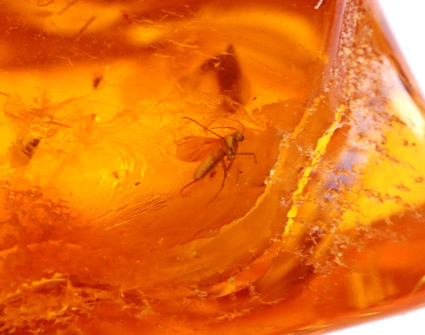 40 million year old insect Inclusion in Baltic Amber