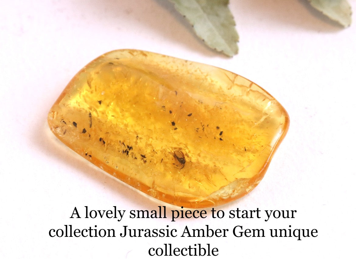 Small 40 Million Year Old Amber Insect