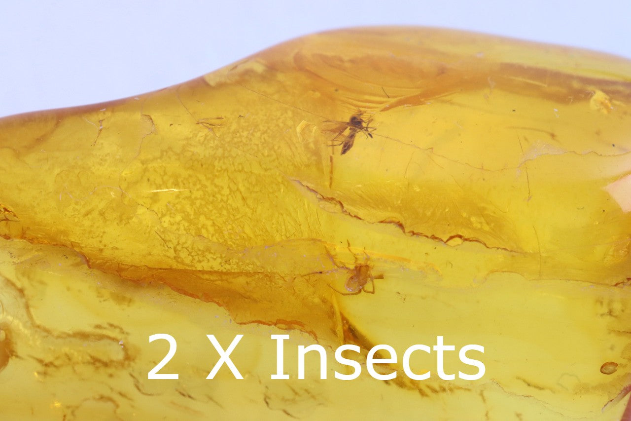 Baltic Amber Amulet with 2 X 40-Million-Year-Old Insect Inclusions
