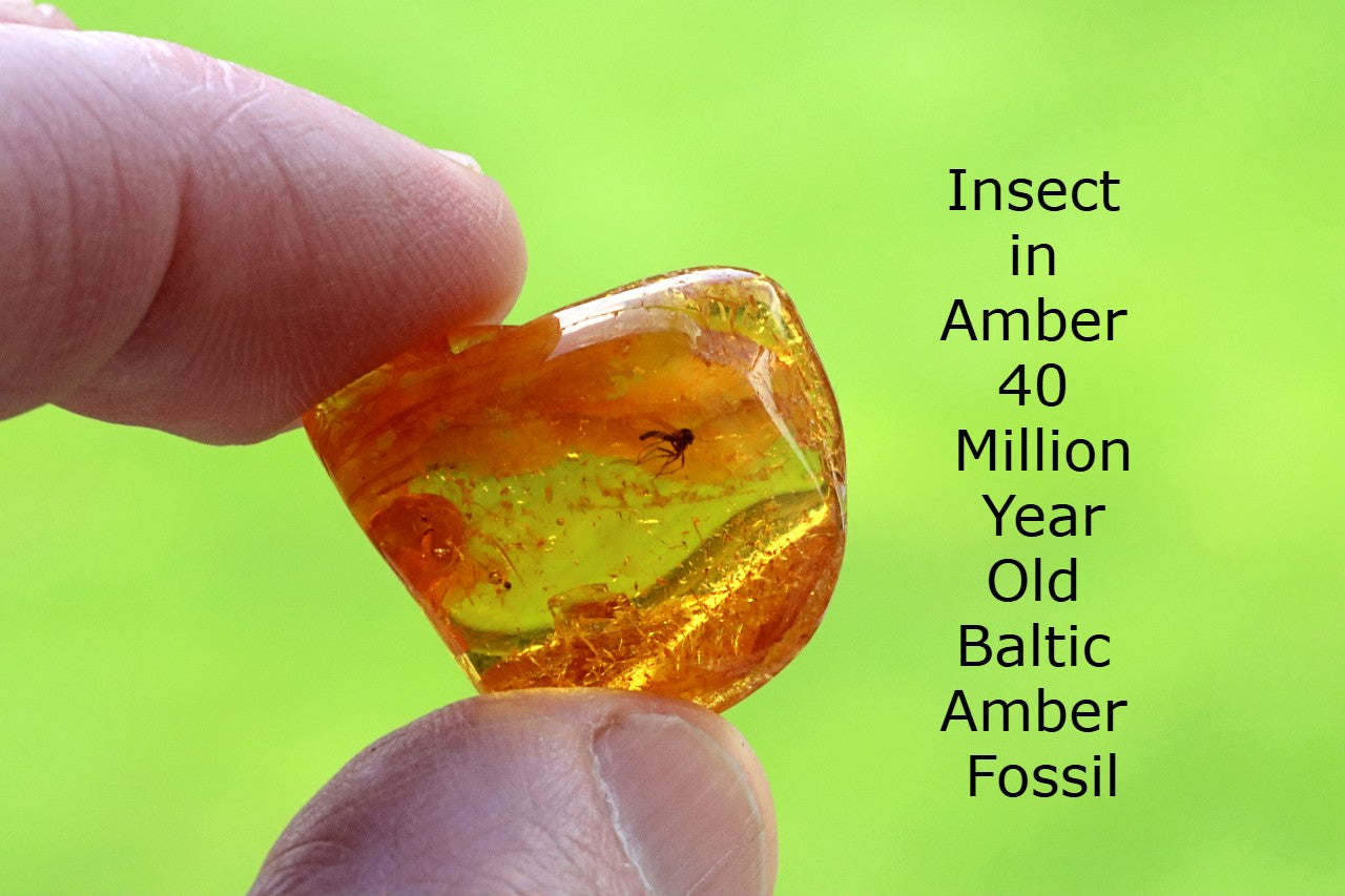 Insect in Amber – 40 Million-Year-Old Baltic Amber Fossil