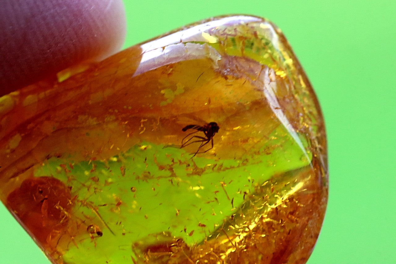 Insect in Amber – 40 Million-Year-Old Baltic Amber Fossil