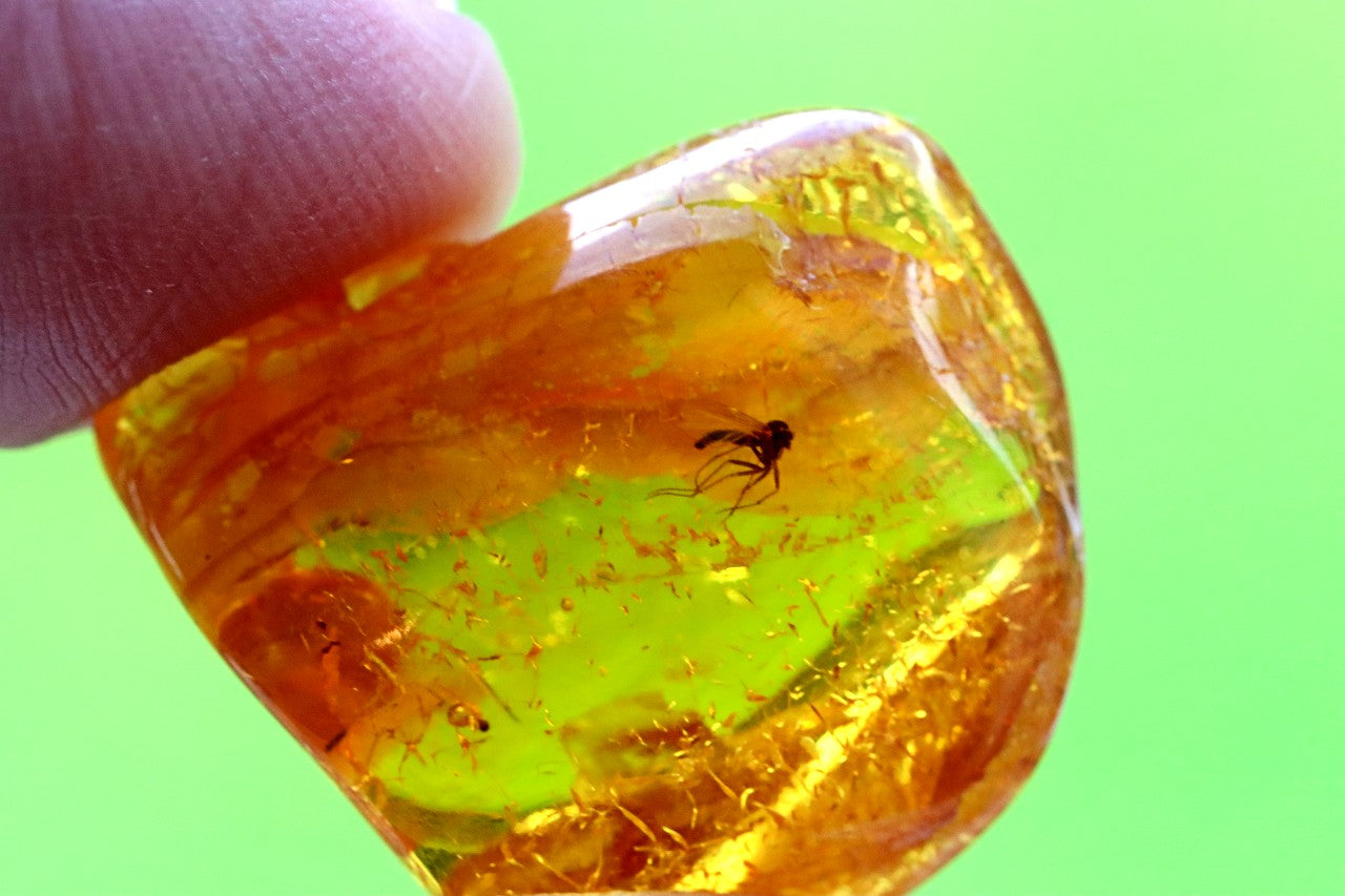Insect in Amber – 40 Million-Year-Old Baltic Amber Fossil