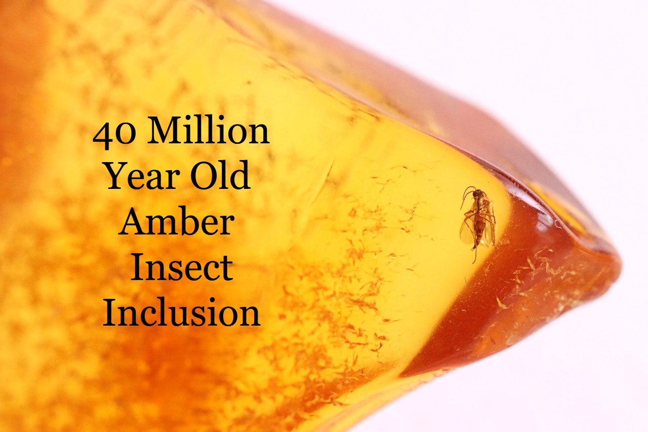 Lovely small piece to start your collection Jurassic Amber