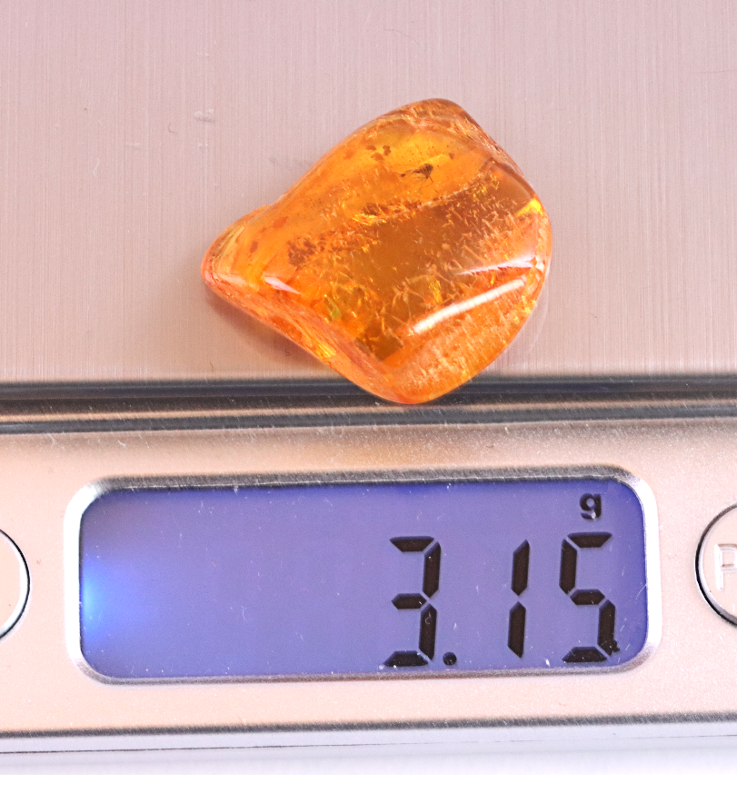 Insect in Amber – 40 Million-Year-Old Baltic Amber Fossil