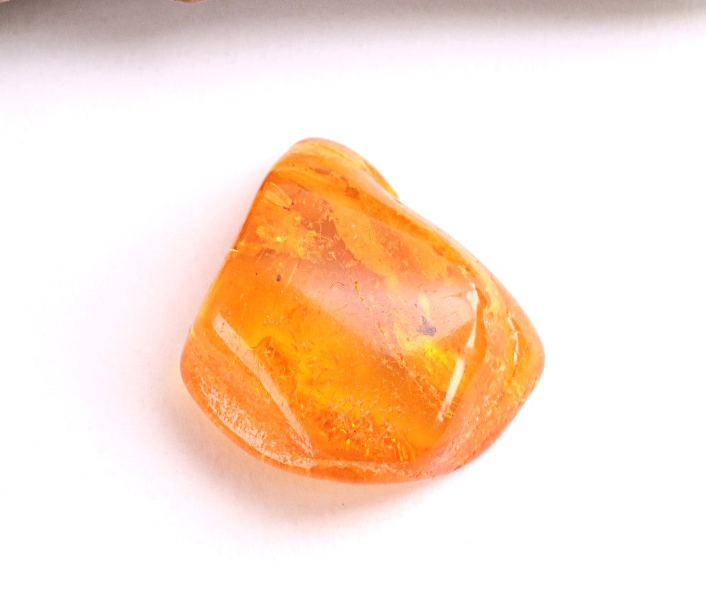 Insect in Amber – 40 Million-Year-Old Baltic Amber Fossil