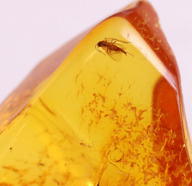 Lovely small piece to start your collection Jurassic Amber