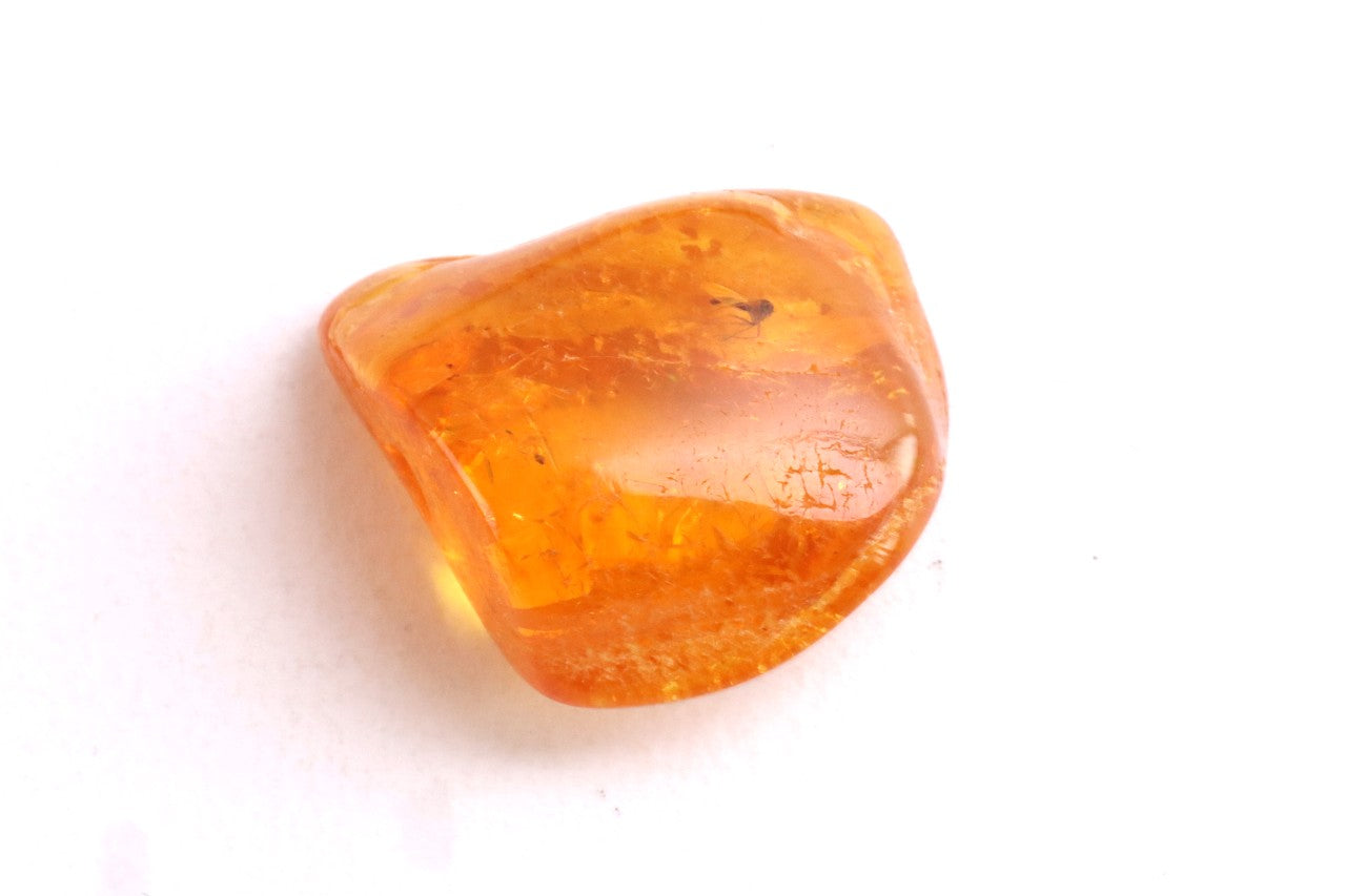 Insect in Amber – 40 Million-Year-Old Baltic Amber Fossil