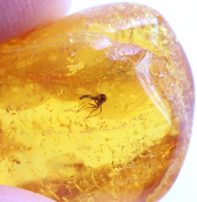 Insect in Amber – 40 Million-Year-Old Baltic Amber Fossil