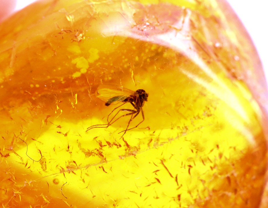 Insect in Amber – 40 Million-Year-Old Baltic Amber Fossil