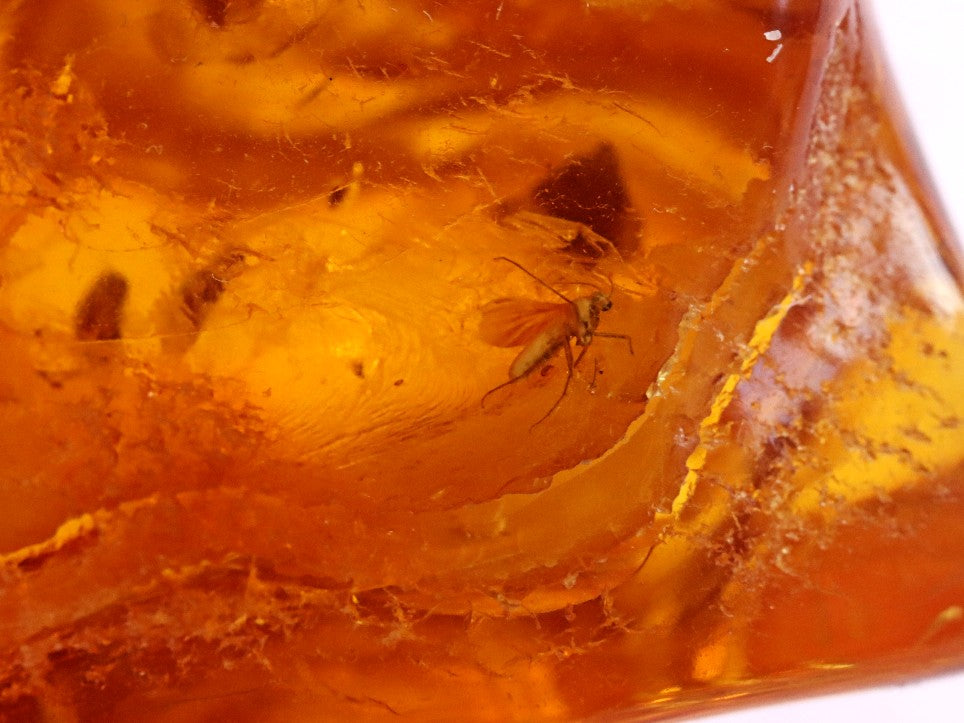 40 million year old insect Inclusion in Baltic Amber