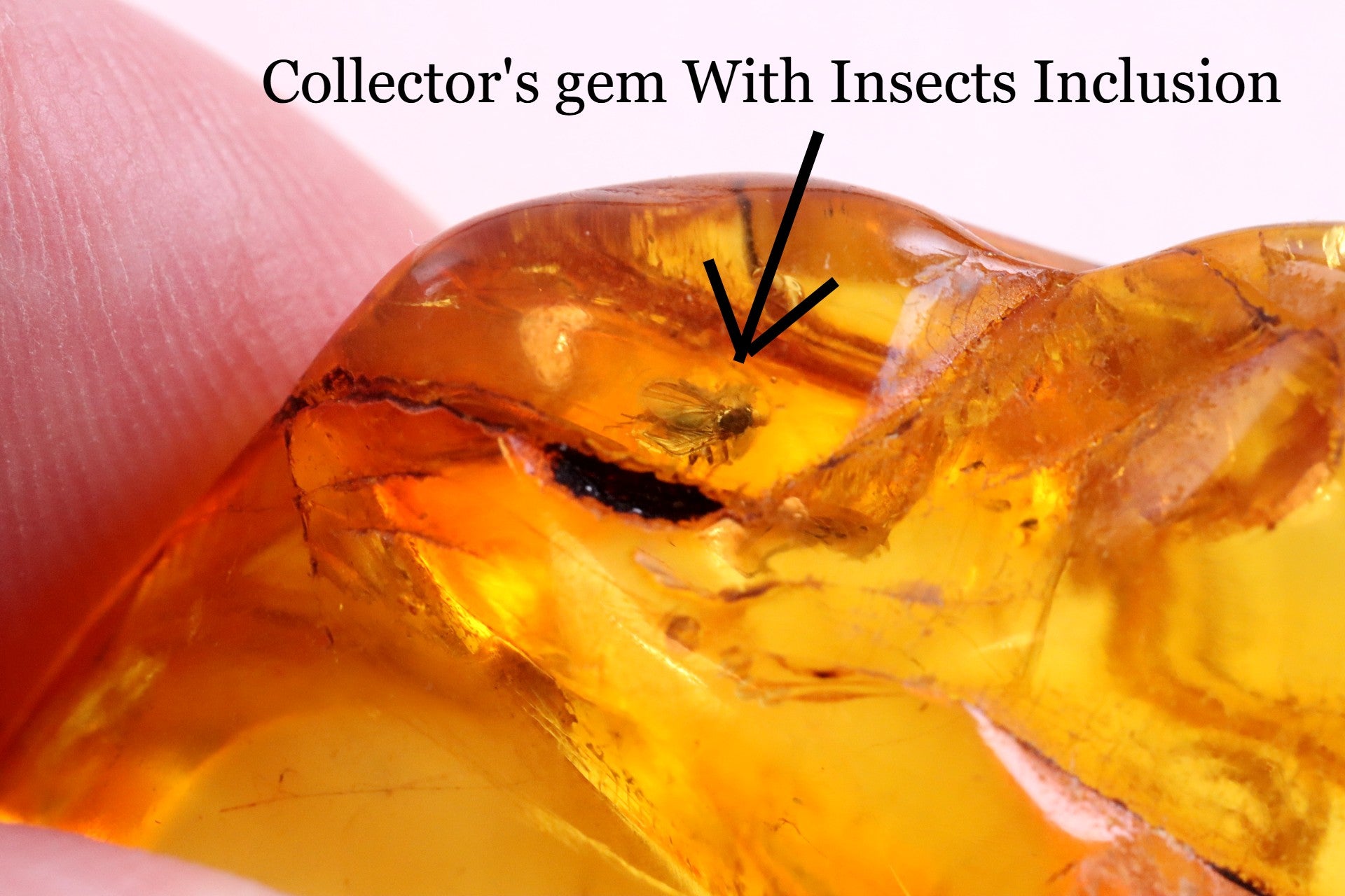 Baltic Amber Museum Collector's gem With Insects Inclusion