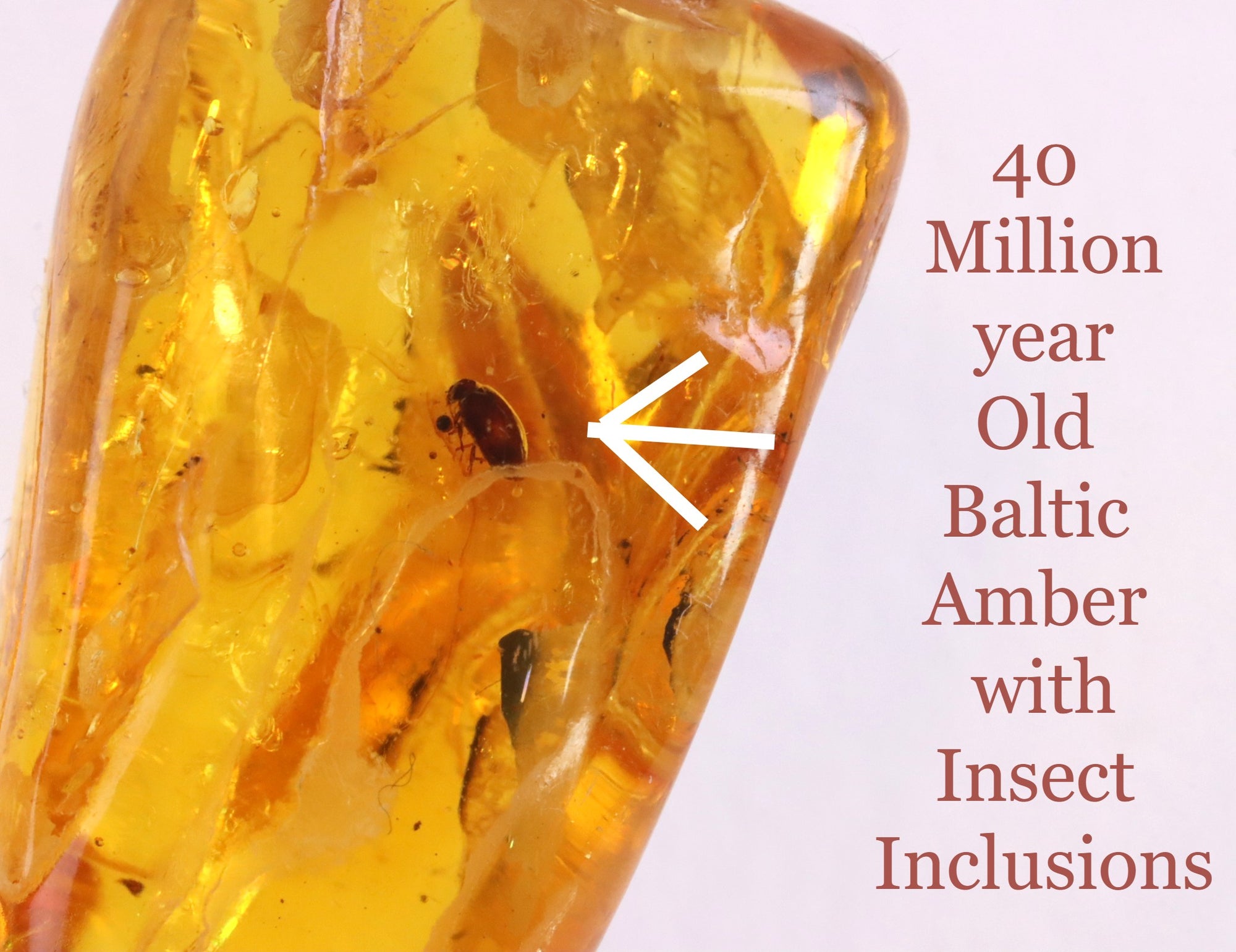 Bug in Amber