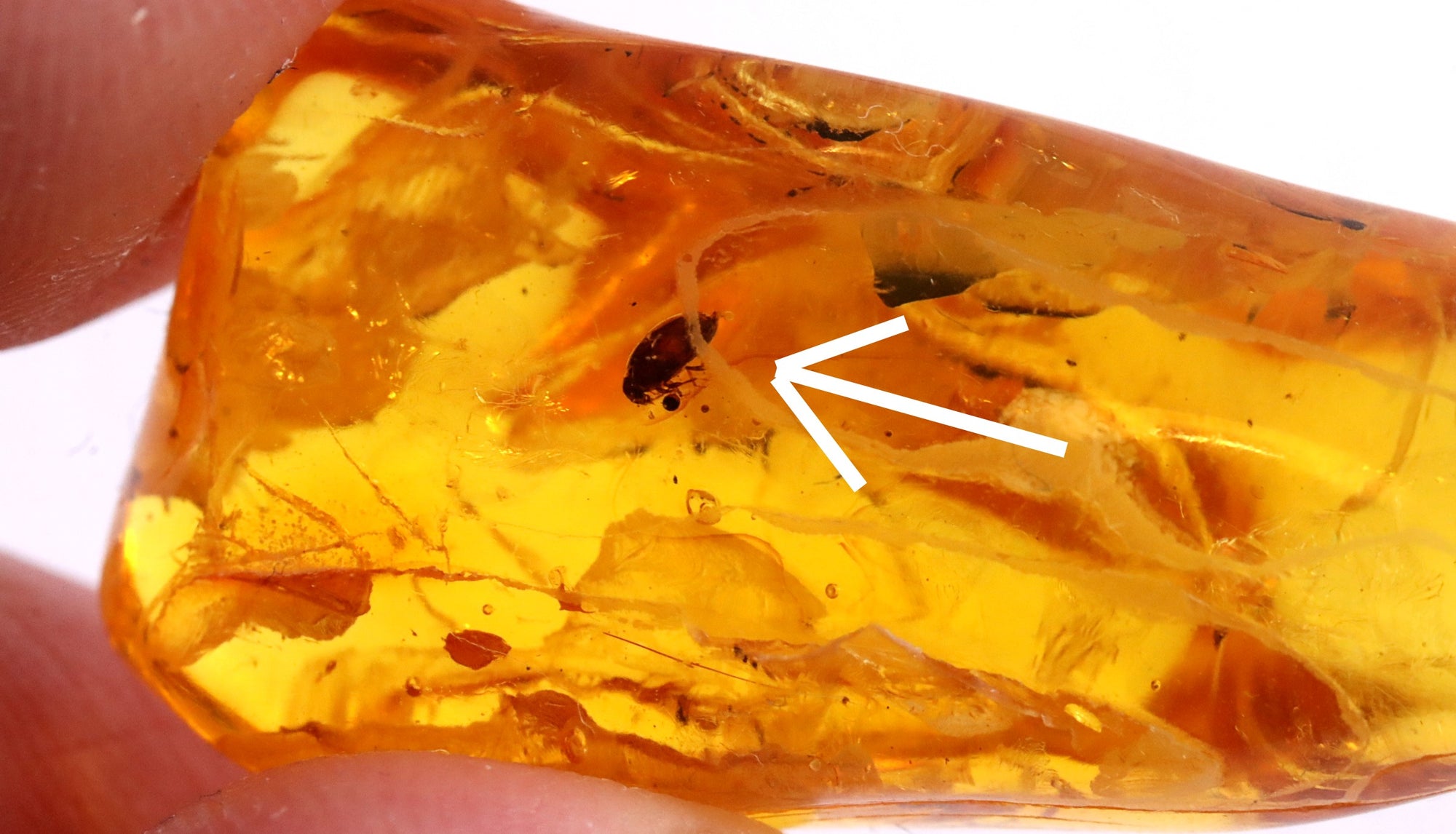 Bug in Amber