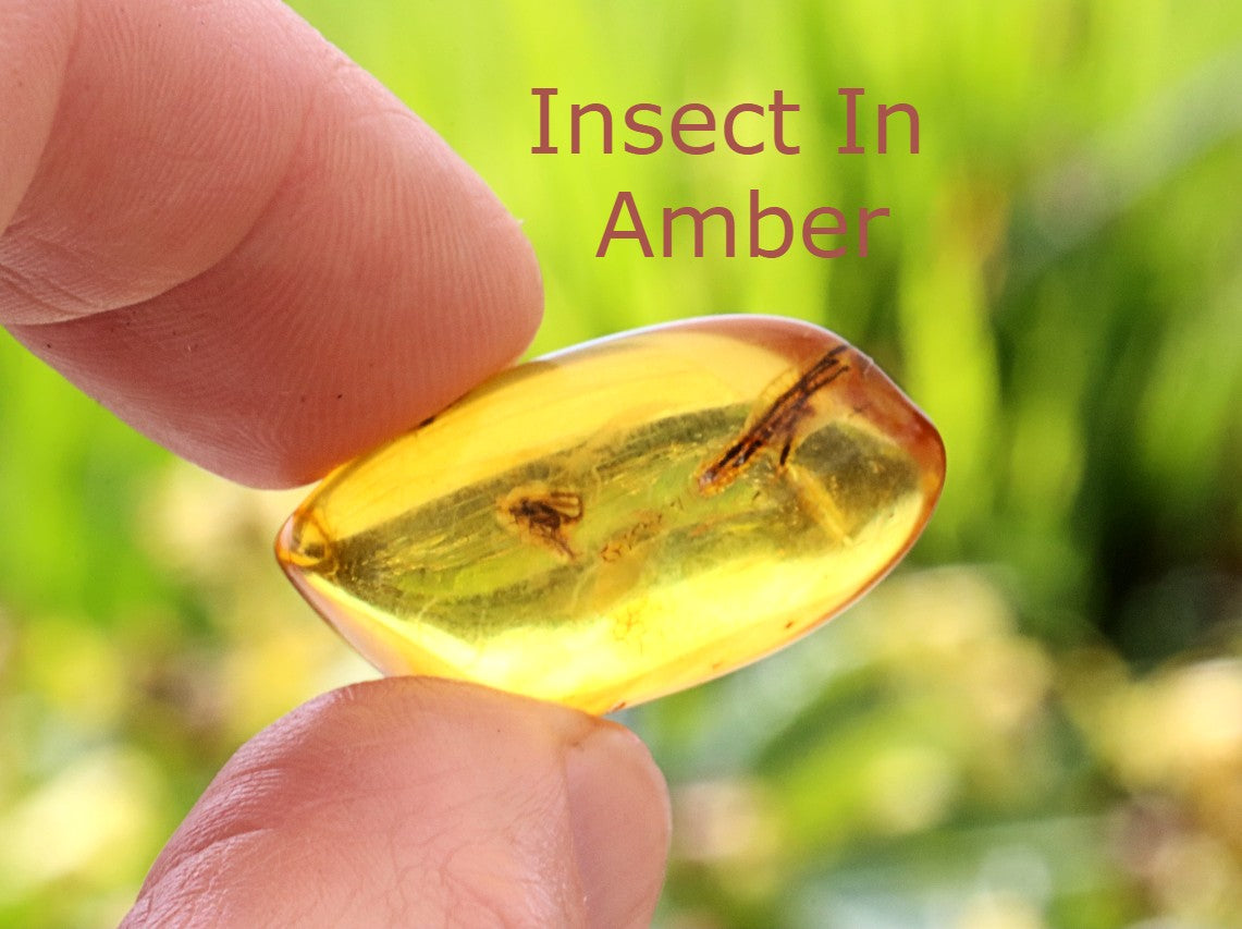Inclusion in Baltic Amber – Presentation Box Included
