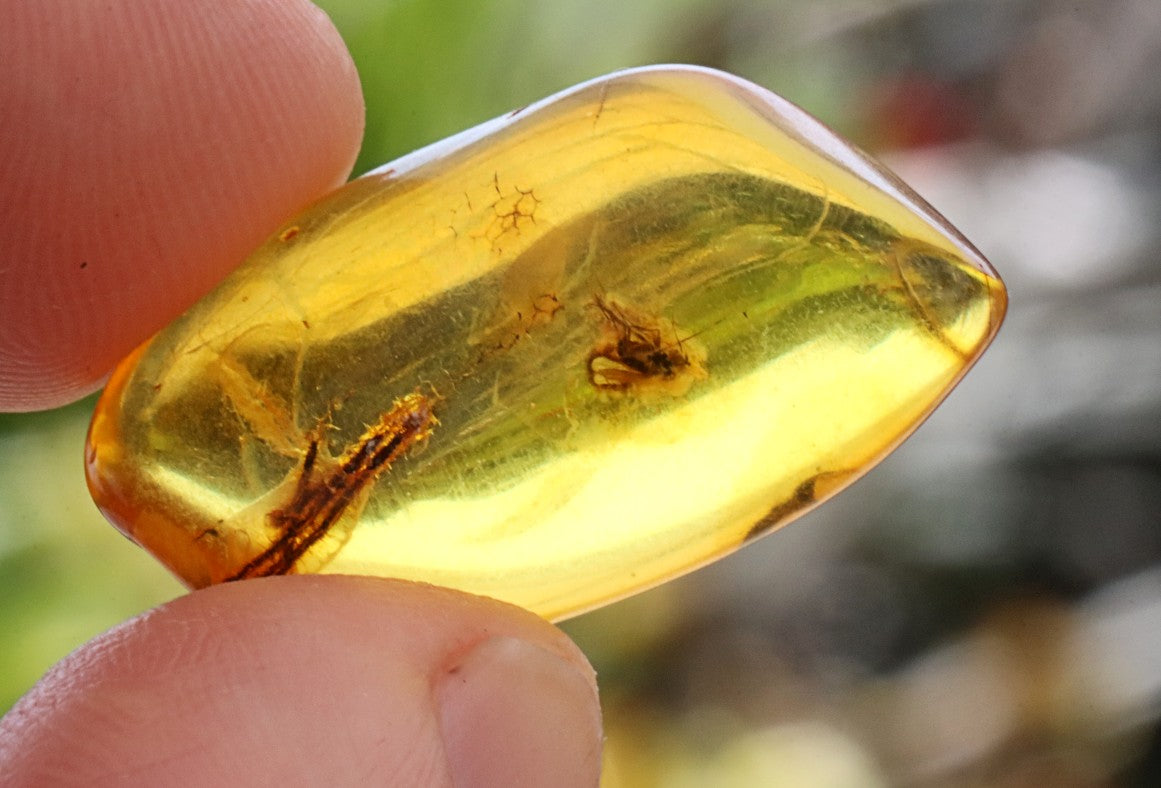 Inclusion in Baltic Amber – Presentation Box Included