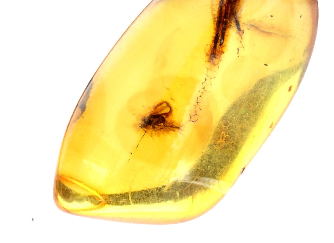 Inclusion in Baltic Amber – Presentation Box Included