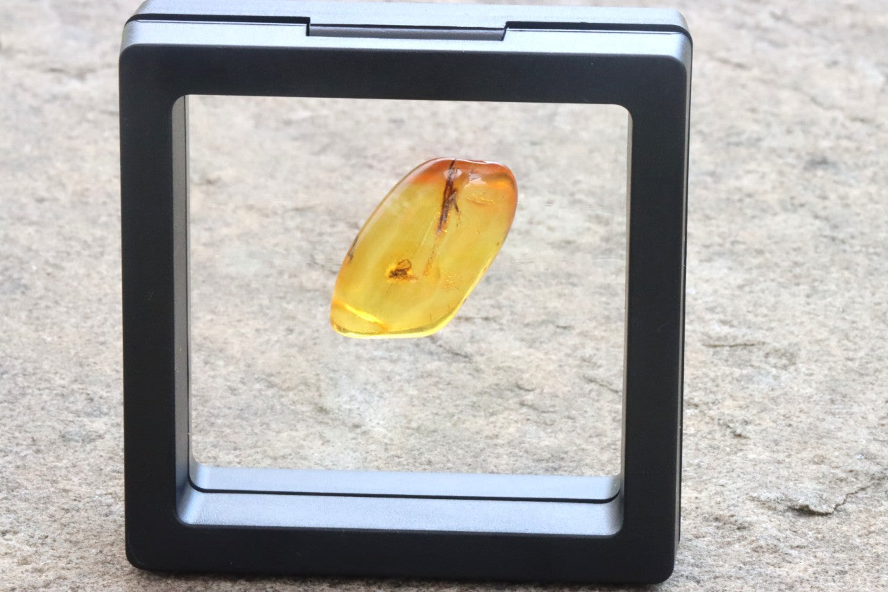 Inclusion in Baltic Amber – Presentation Box Included