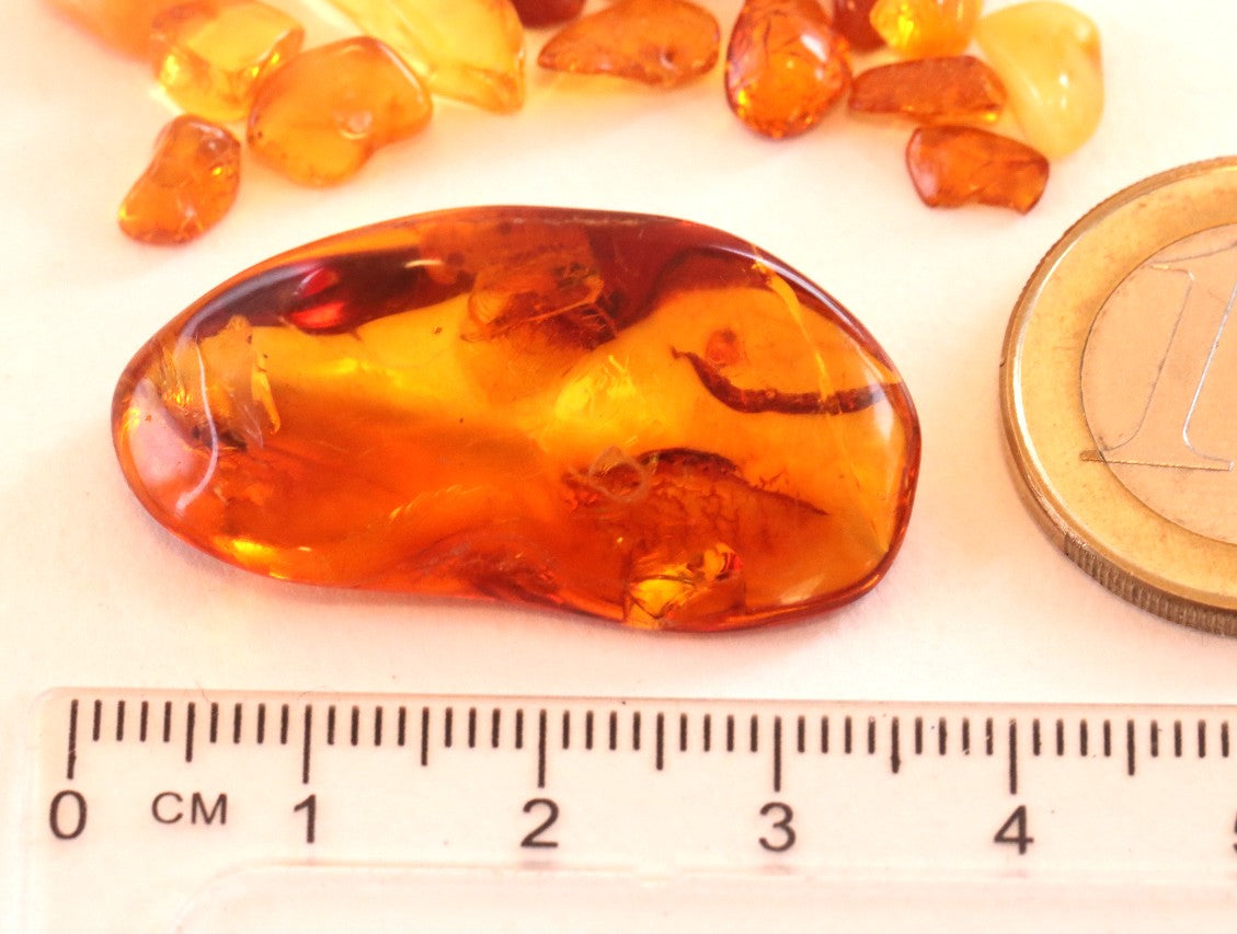 40 million year old Fly in Baltic Amber