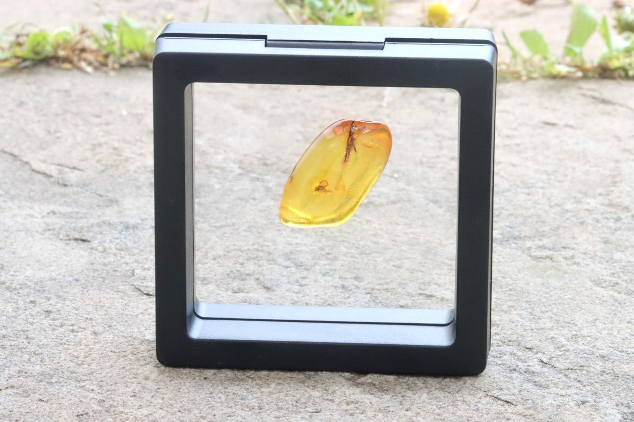 Inclusion in Baltic Amber – Presentation Box Included
