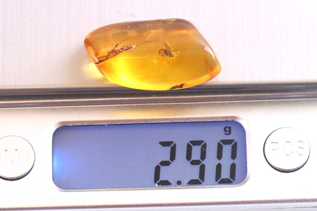 Inclusion in Baltic Amber – Presentation Box Included