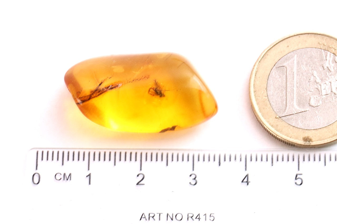 Inclusion in Baltic Amber – Presentation Box Included