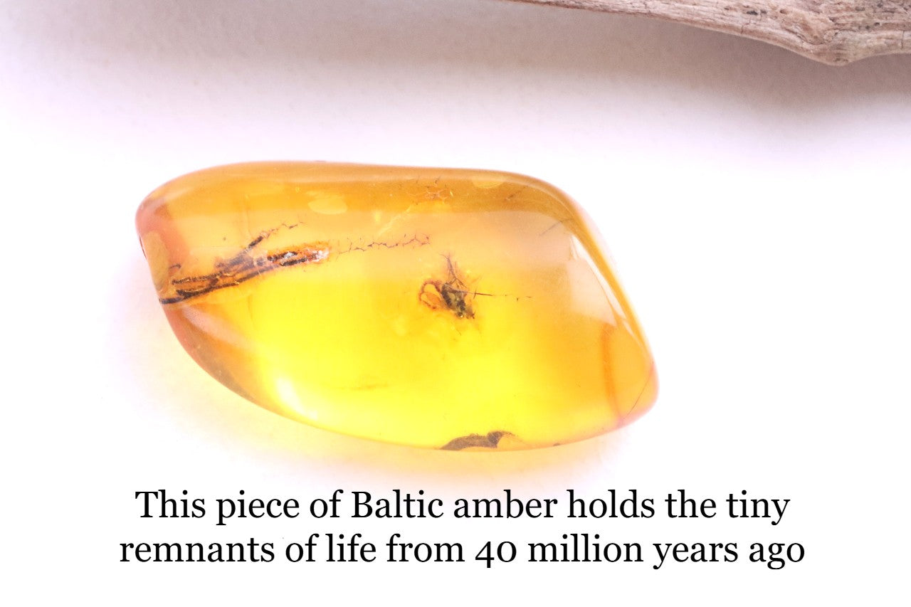 Inclusion in Baltic Amber – Presentation Box Included