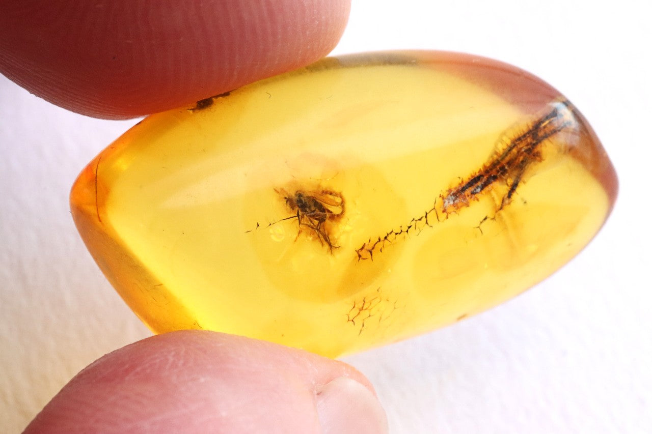Inclusion in Baltic Amber – Presentation Box Included