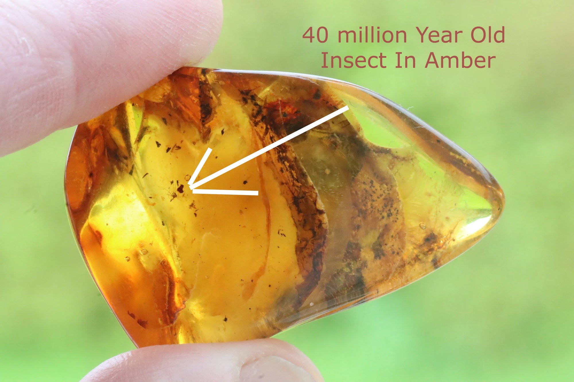 Amber Gem with Insect Inclusion Presentation Box Included