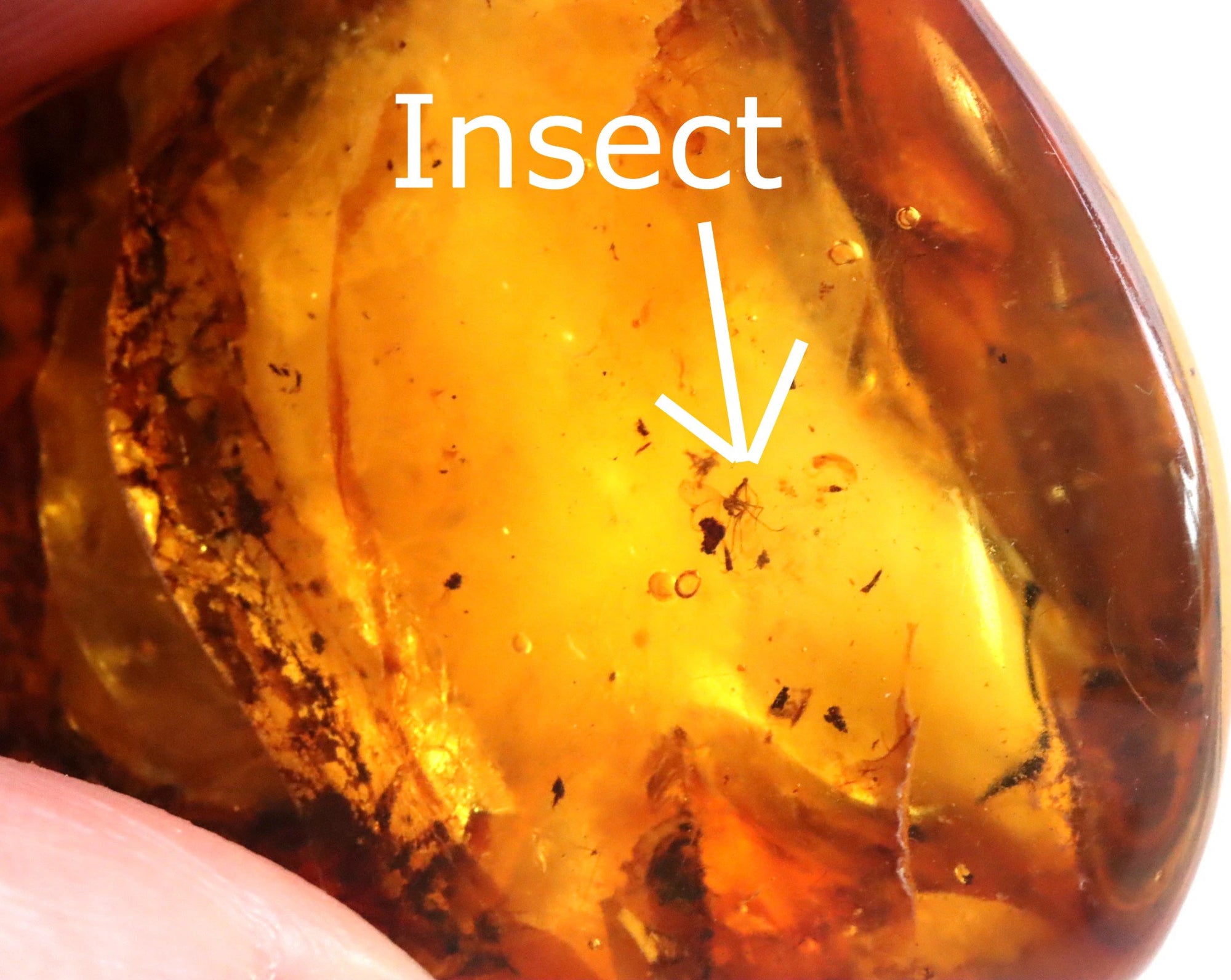 Amber Gem with Insect Inclusion Presentation Box Included