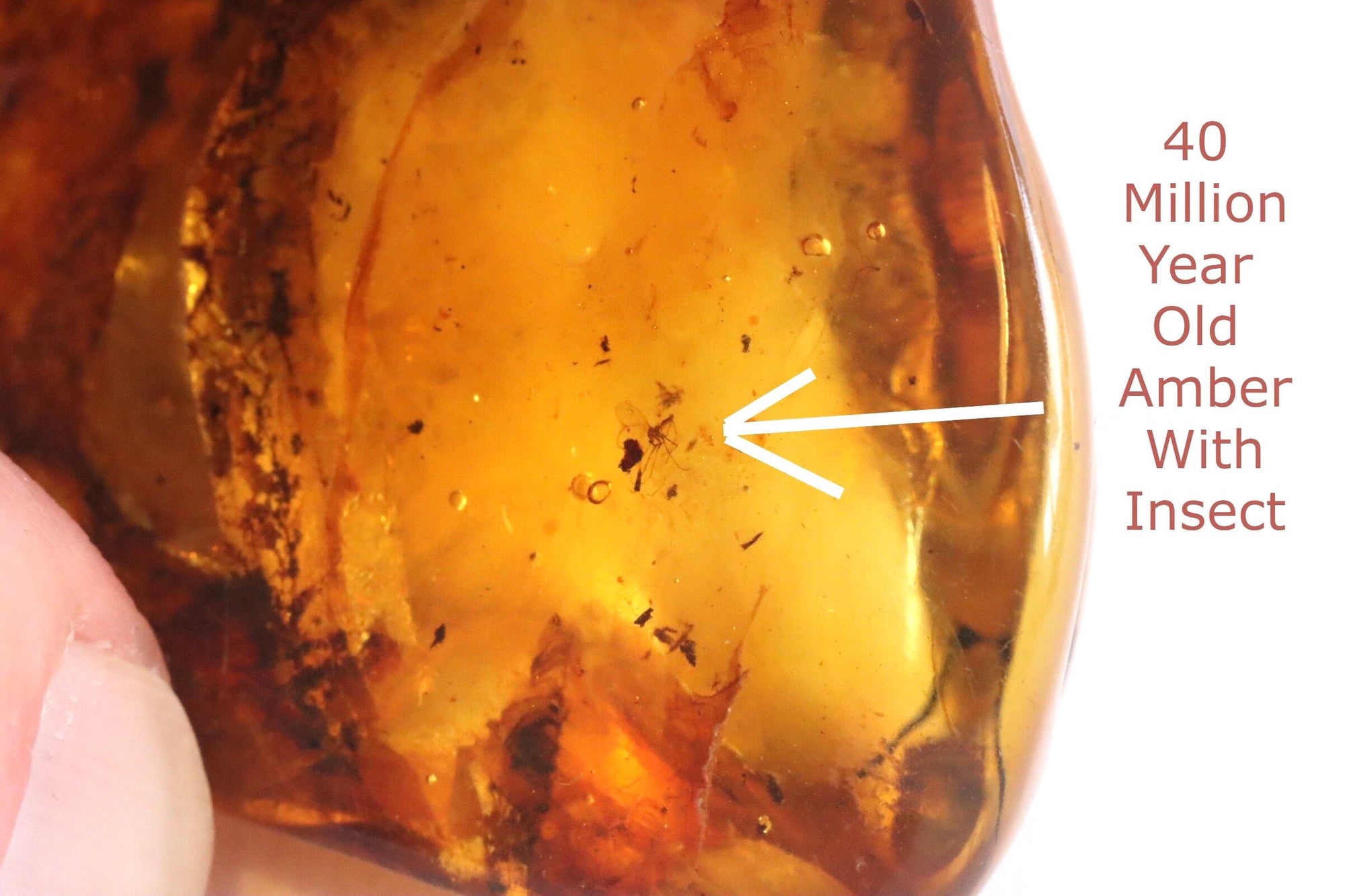 Amber Gem with Insect Inclusion Presentation Box Included