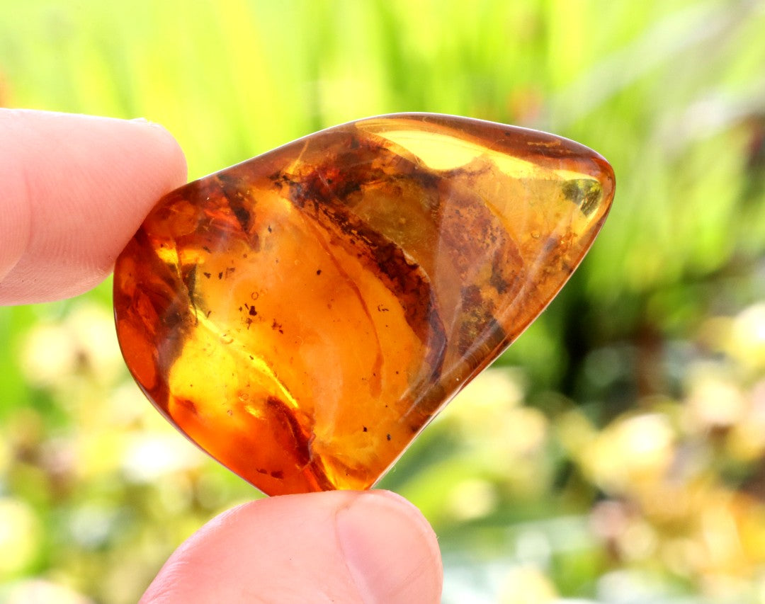 Amber Gem with Insect Inclusion Presentation Box Included
