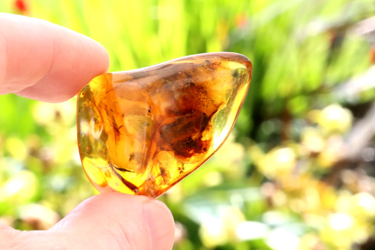 Amber Gem with Insect Inclusion Presentation Box Included