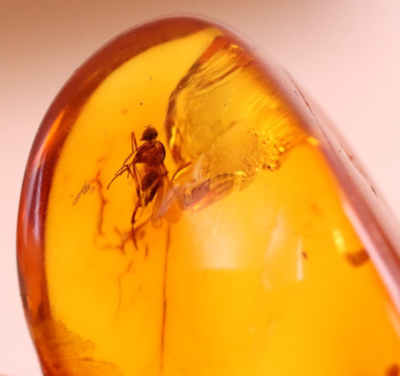 40 million year old Fly in Baltic Amber