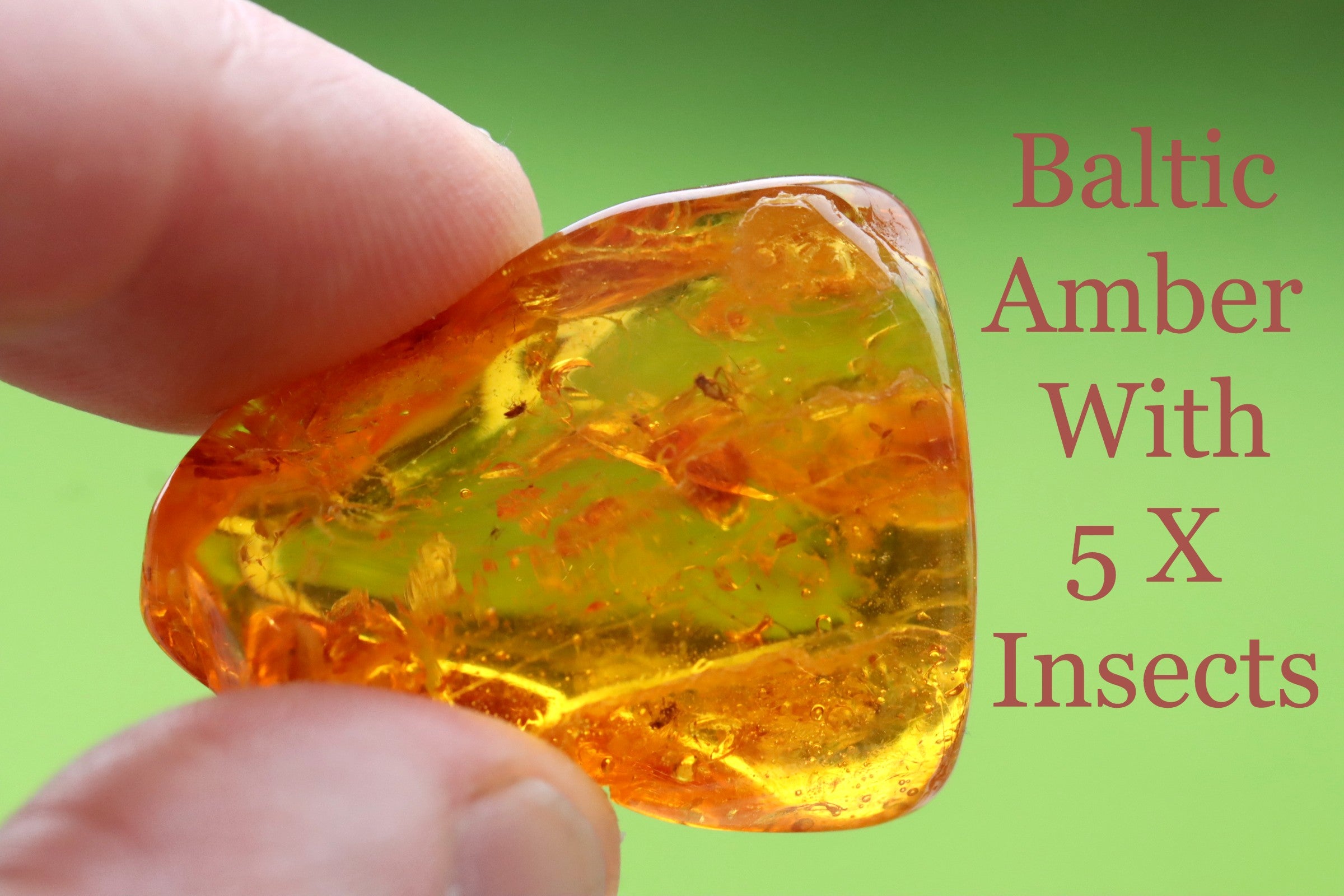 Inclusions in Amber | Largest collection of Amber Inclusions - Amber SOS