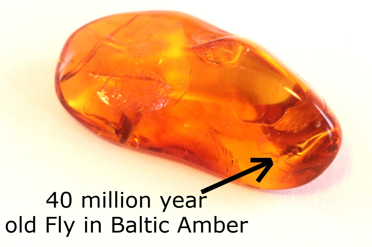 40 million year old Fly in Baltic Amber