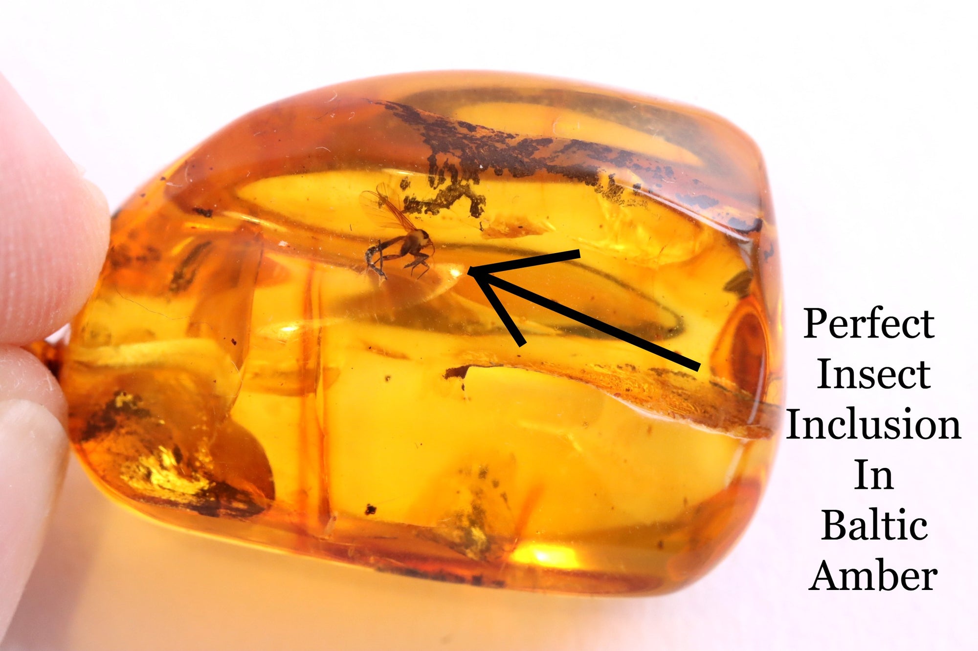 Amber Pendant  with Visible Inclusion