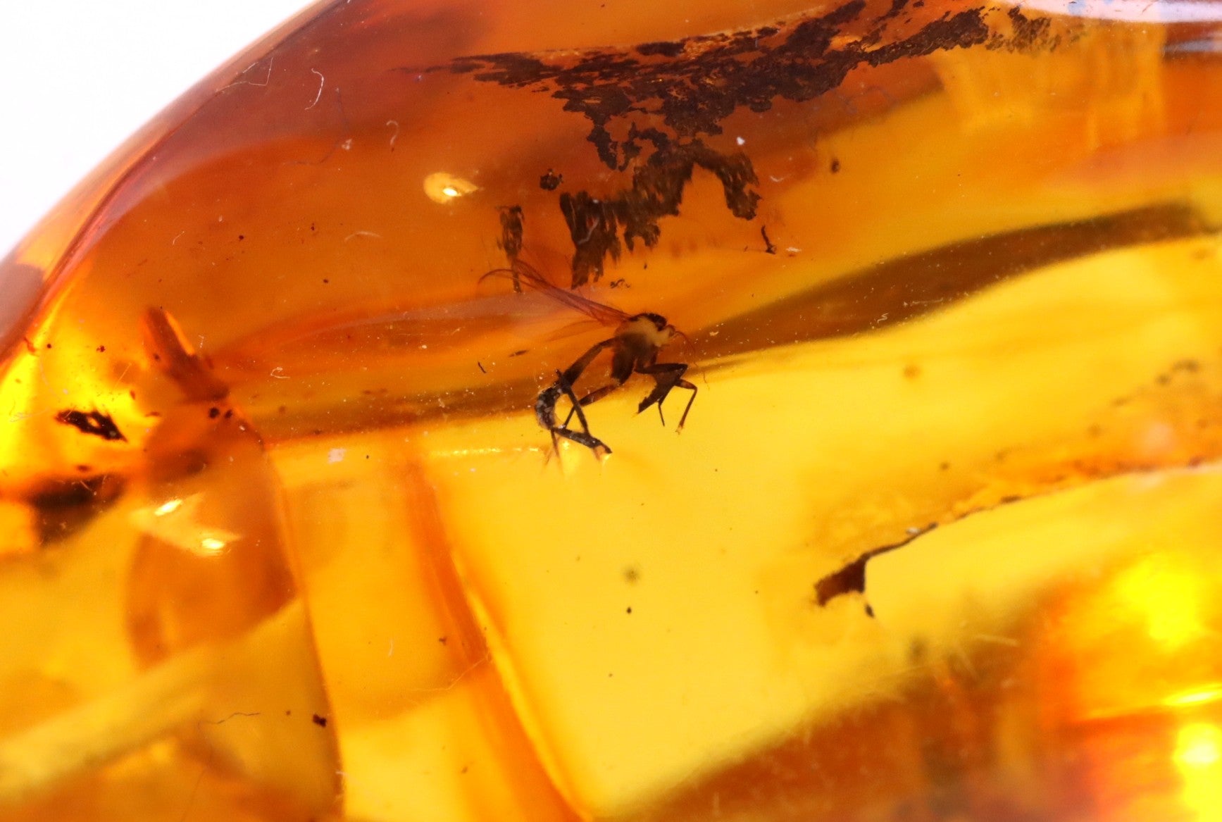 Amber Pendant  with Visible Inclusion