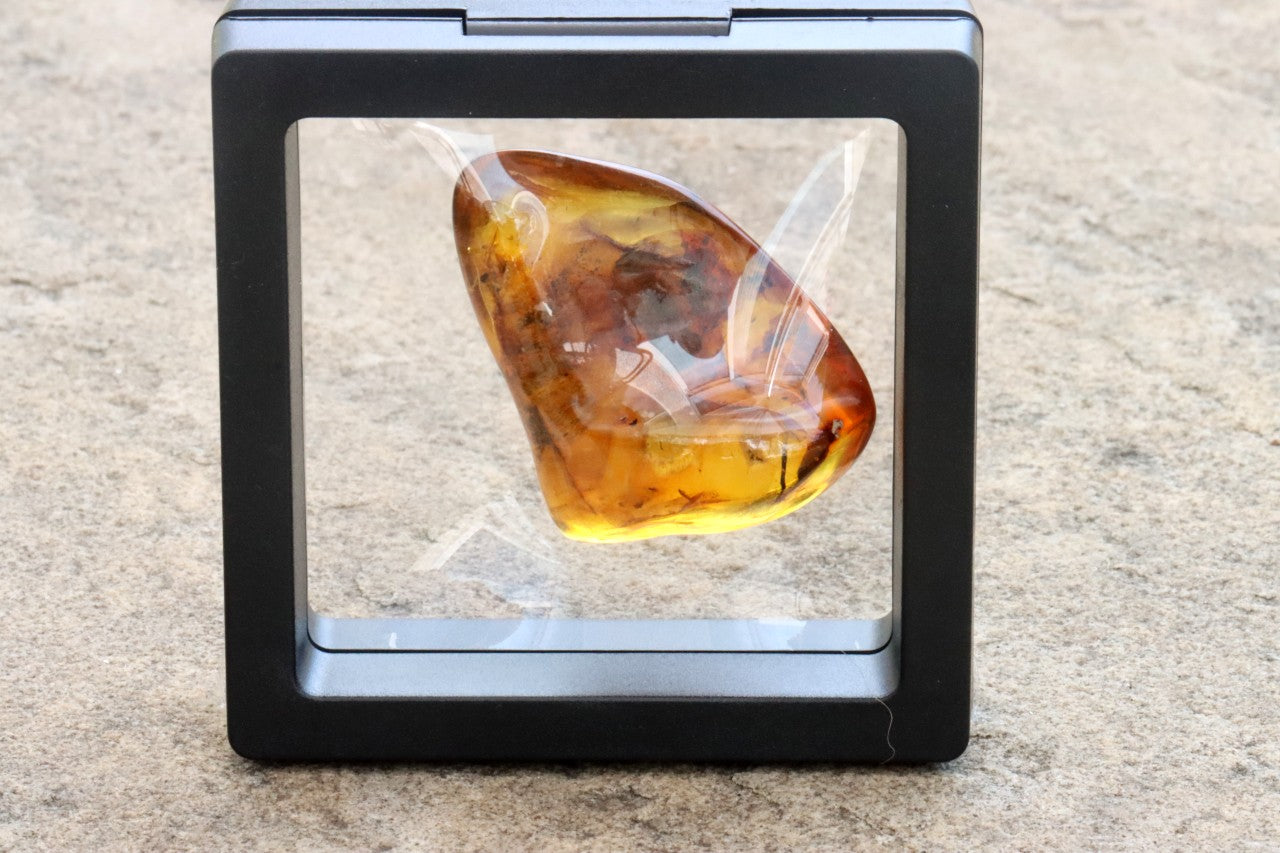 Amber Gem with Insect Inclusion Presentation Box Included
